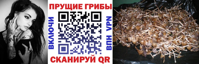 закладка  блэк спрут зеркало  Псилоцибиновые грибы Cubensis  Пошехонье 